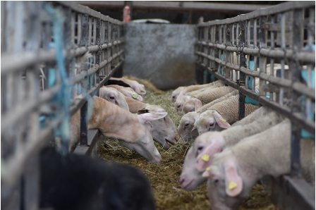 Schapen die voederen in een stal